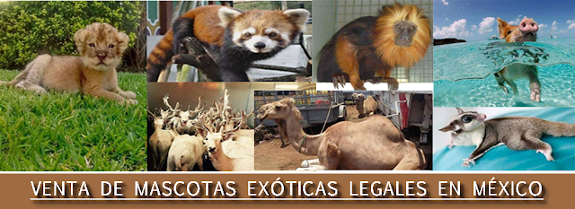 Santuario de Mascotas Exoticas legales en Mexico