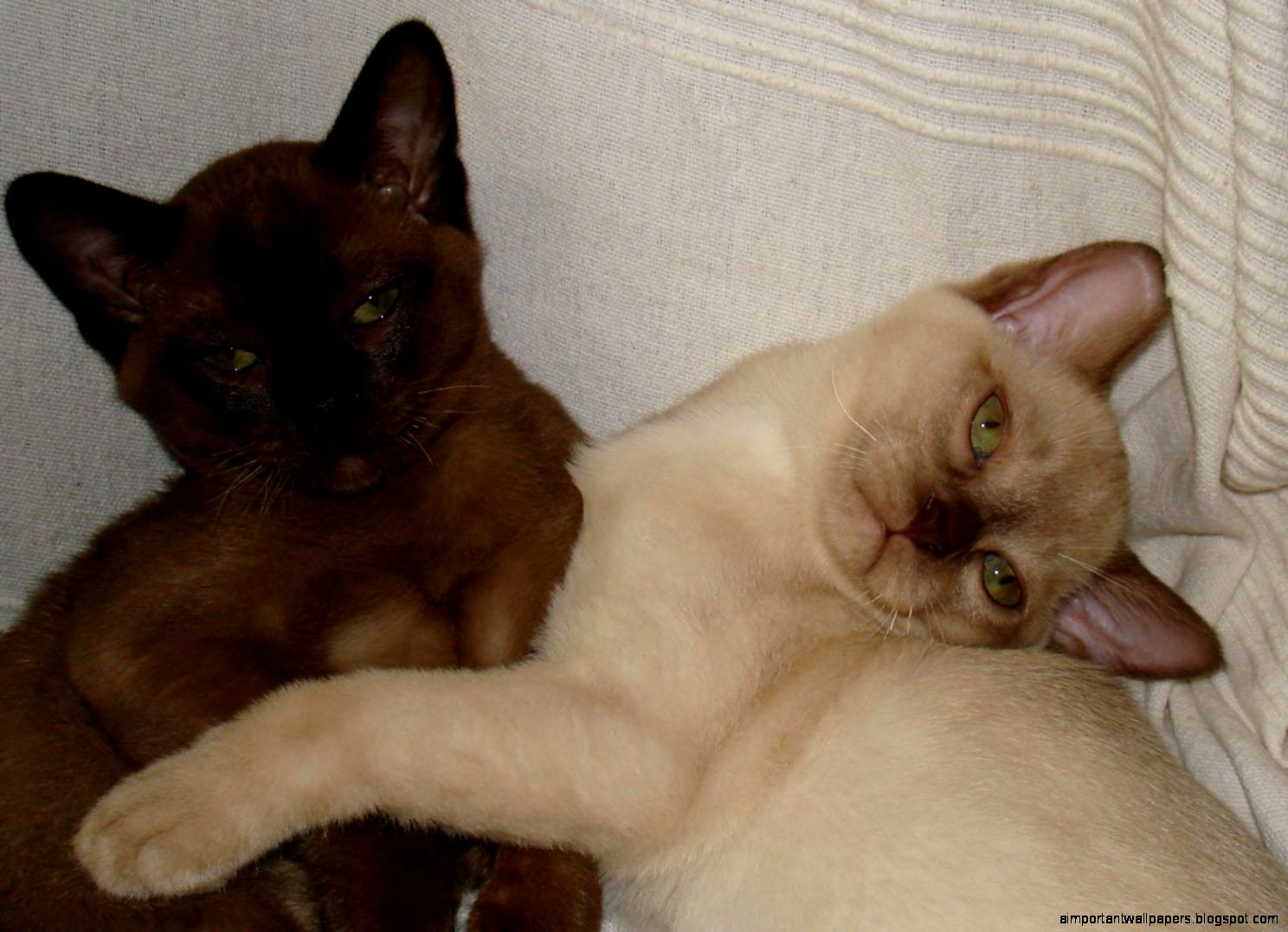 Burmese Cat Images All Wallpapers New Burmese Cat Images All Wallpapers New