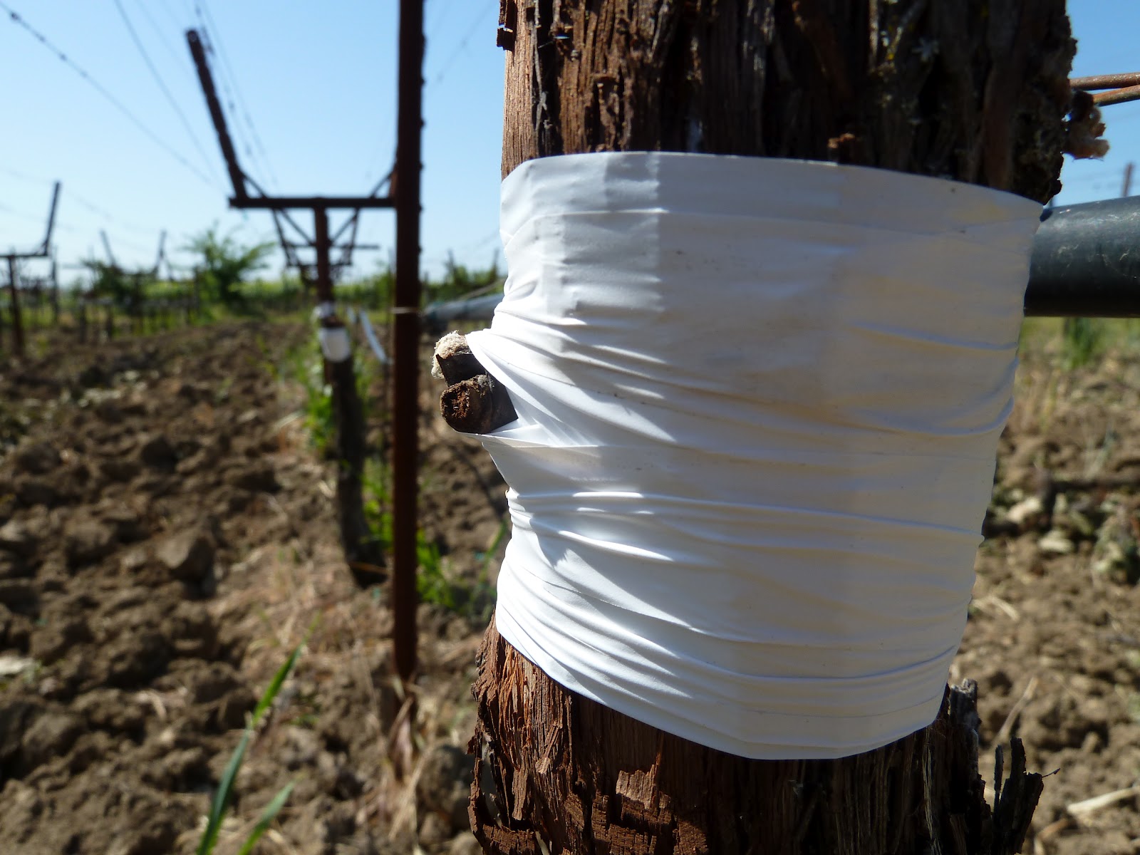 Matthiasson Vineyard Grafting our Grapes