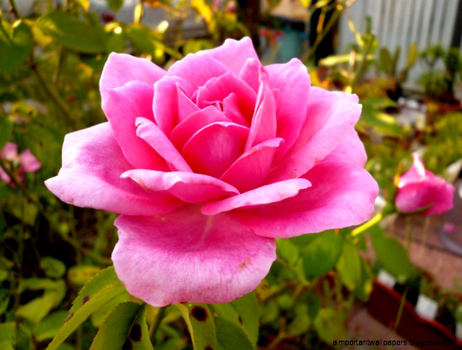 Roses Flower Natural Roses Roses Flower Natural Roses