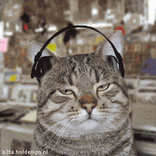 GATO OUVINDO NOCTURNAL DEPRESSION !!