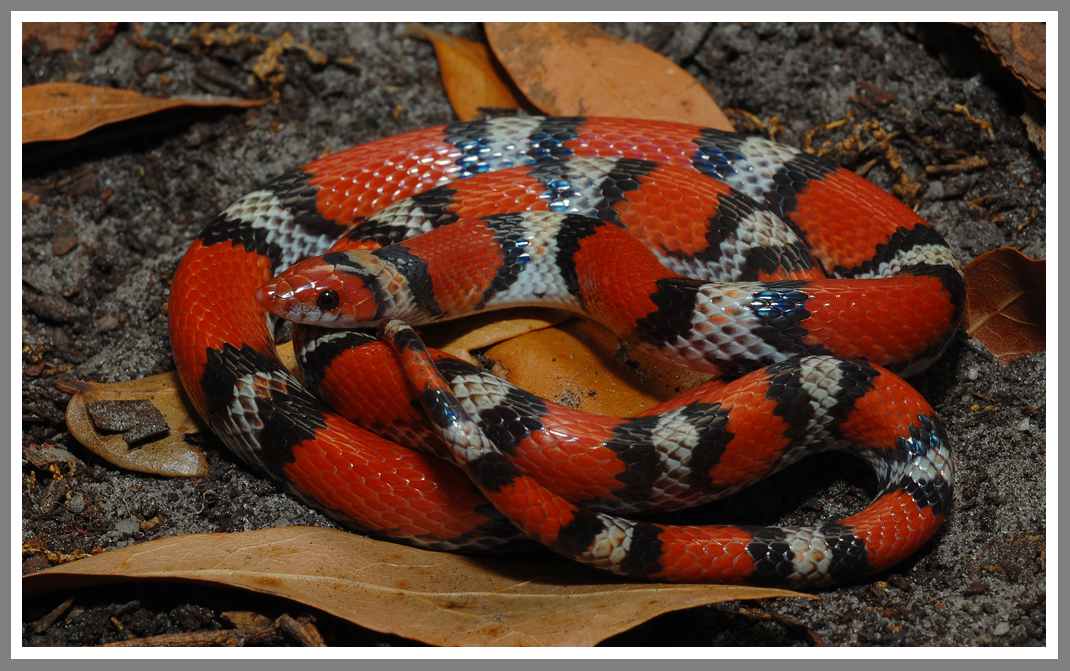 Non-Poisonous Snakes of Florida - Phillip's Natural World