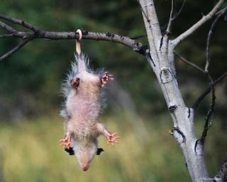 Funny Opossum