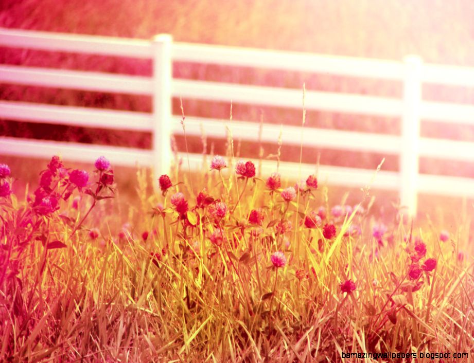 Country Summer Photography  Wallpapers Background Country Summer Photography  Wallpapers Background