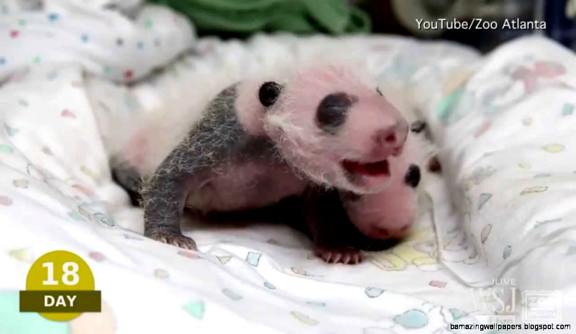 Baby Pando Video Atlanta Zoo quotPanda Camquot Watch Newborn Giant Baby Pando Video Atlanta Zoo quotPanda Camquot Watch Newborn Giant