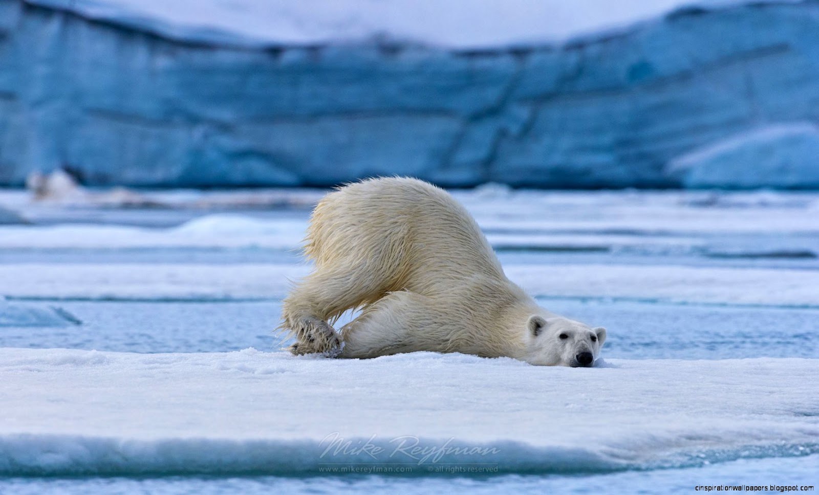 Polar Bear On Ice Polar Bear On Ice