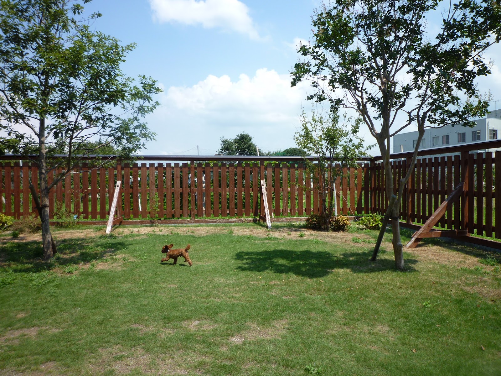 トイプードル どんぐり 今日も愉快だね ドッグカフェ 福岡県広川 ショコラ