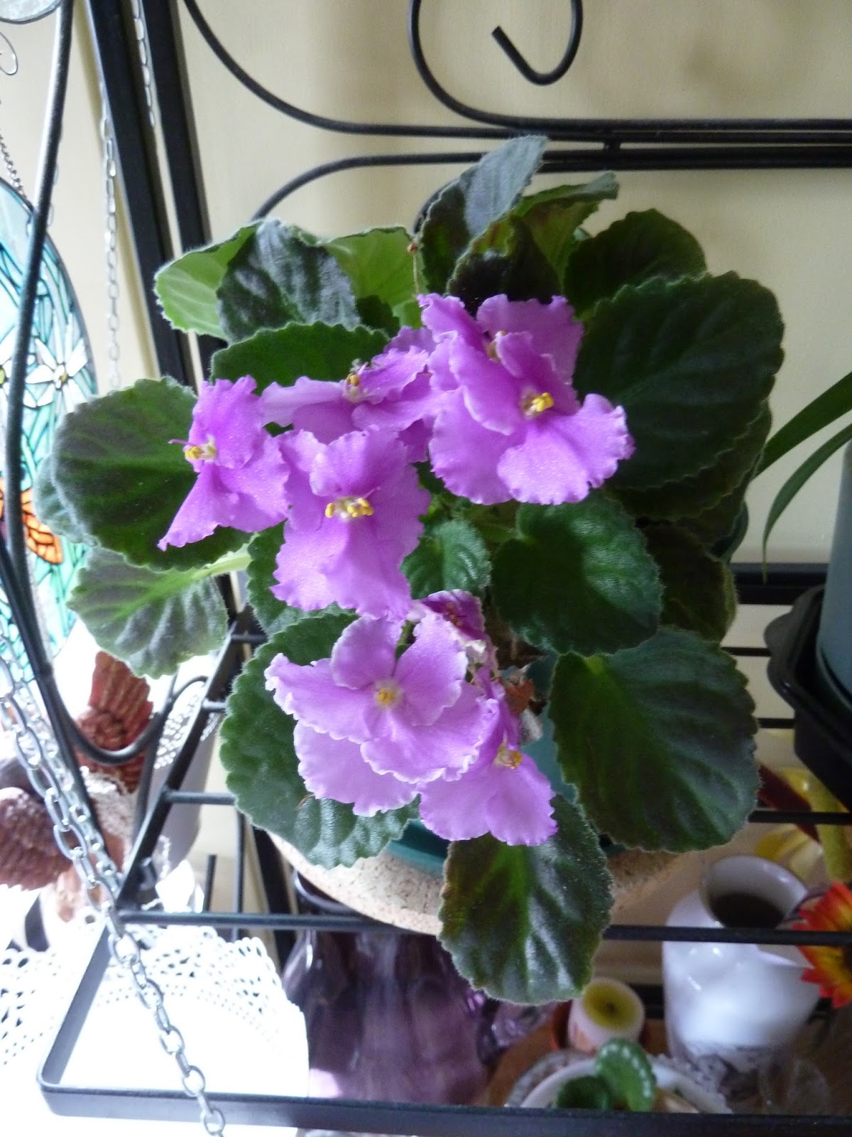 Marlene's Space Do African Violets Have a Blooming Season?!