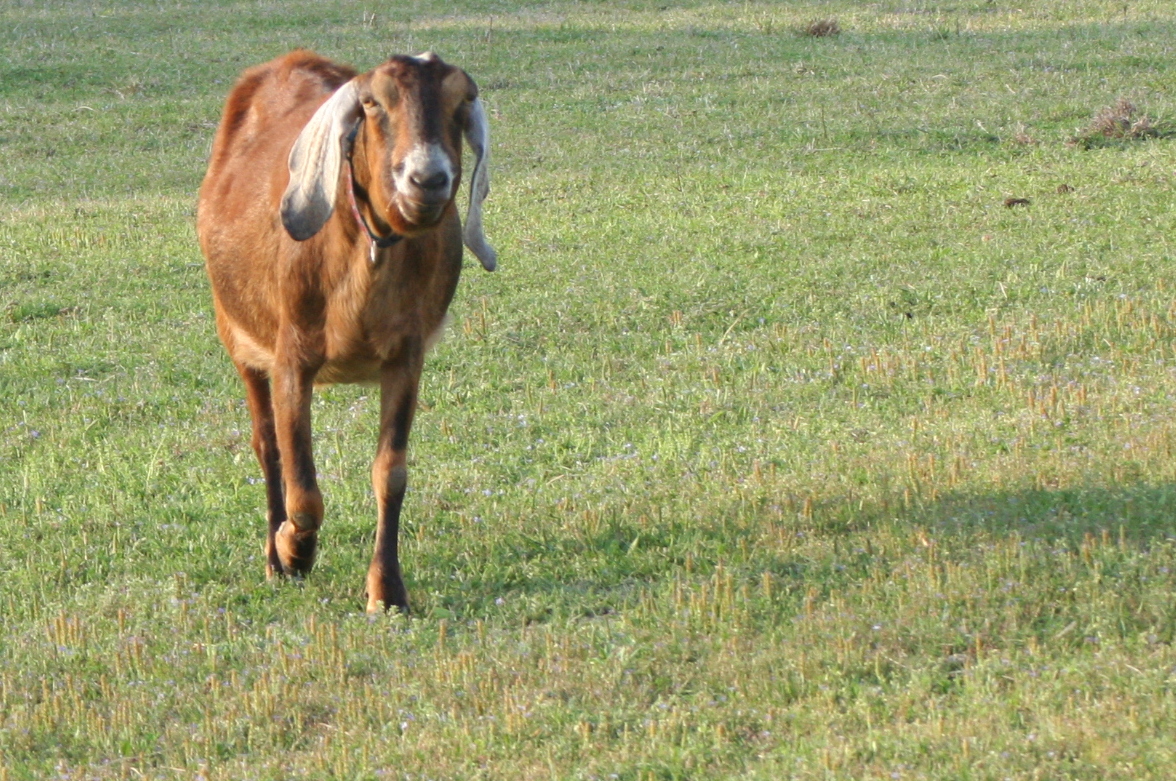 Brooding On Bottle Jaw in Our Anemic Goats