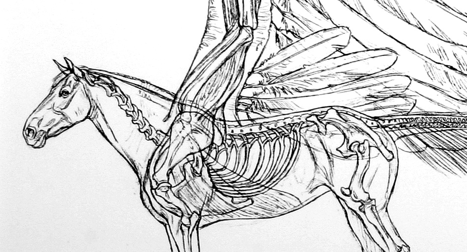 Do Bats Have A Keeled Sternum