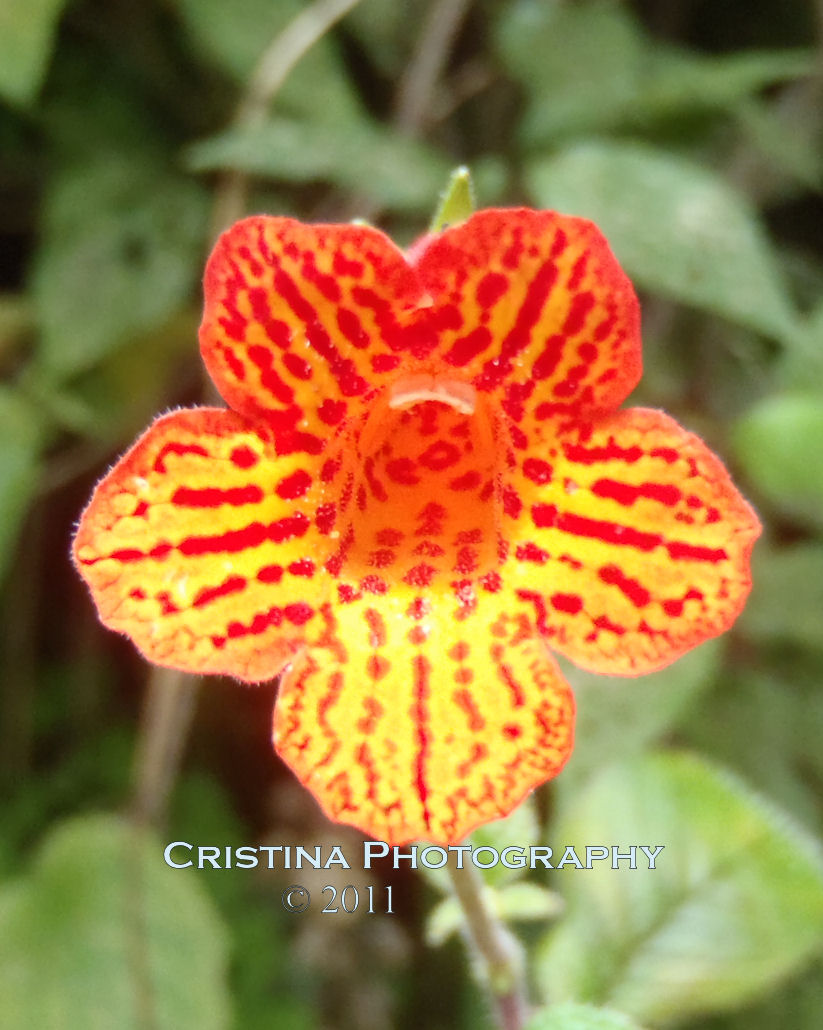 Flowers of Panama Rare, common and exotic flowers from Central America