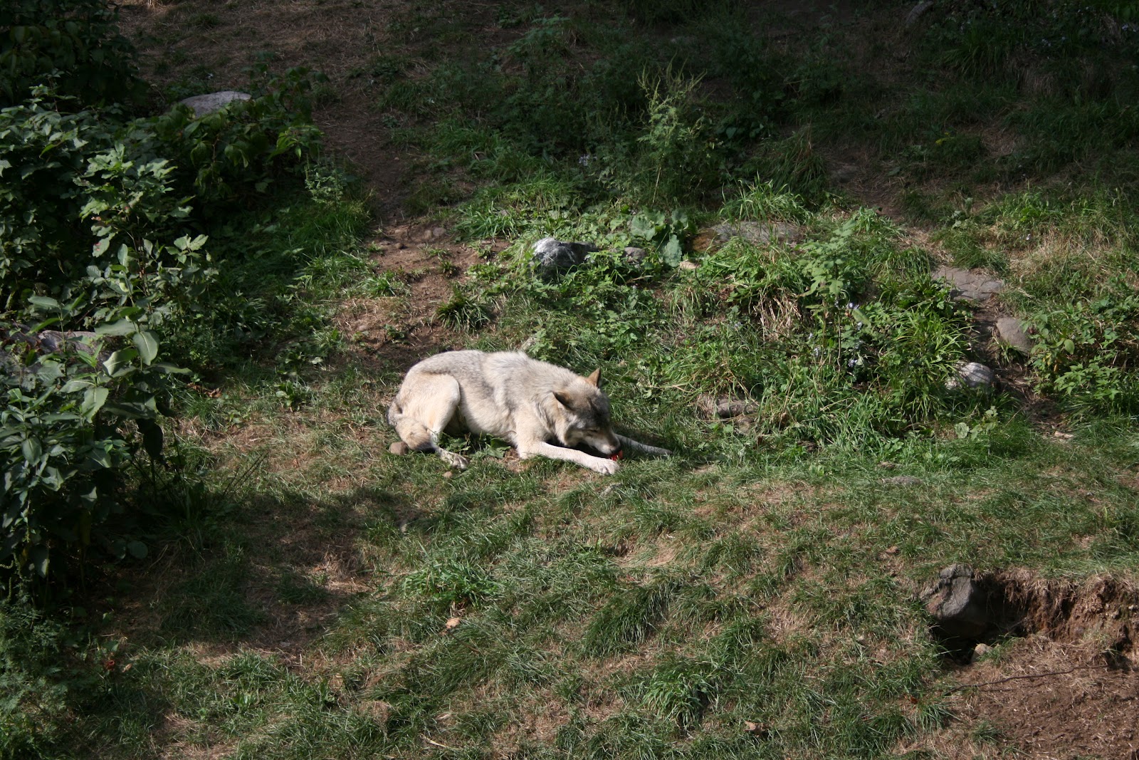 quoi faire si tu rencontre un ours