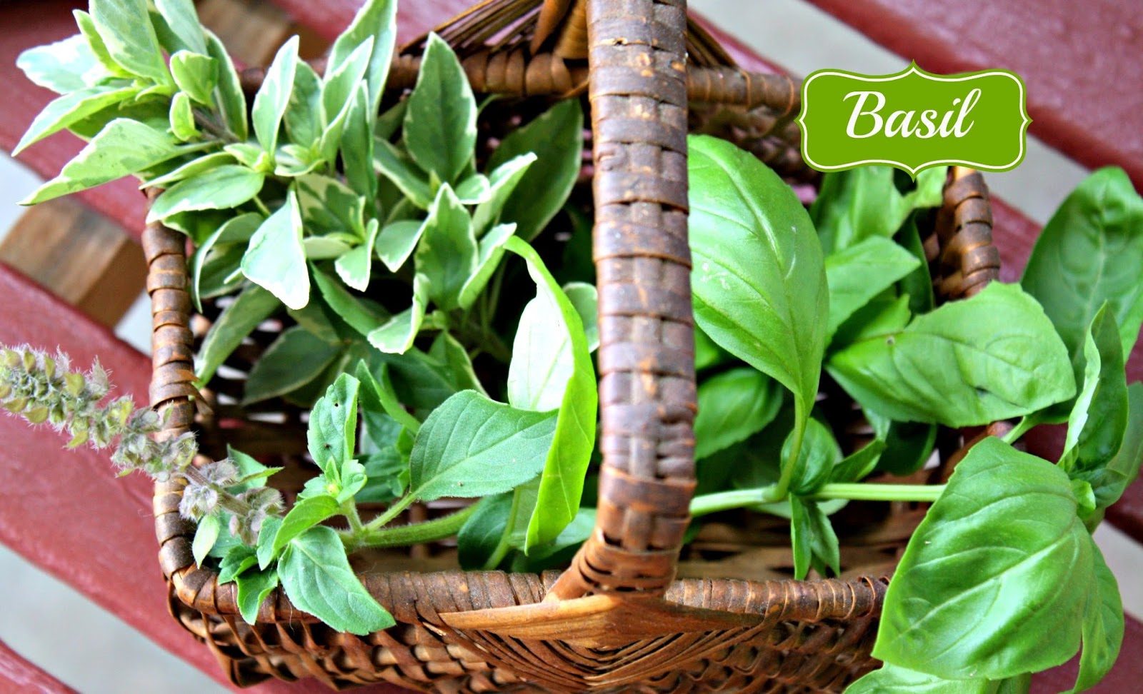 Sunny Simple Life Growing Basil 3 Varieties from the Garden