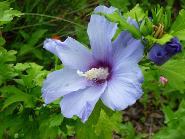 Hibiscus syriacus, Rose of Sharon, "Blue Bird"