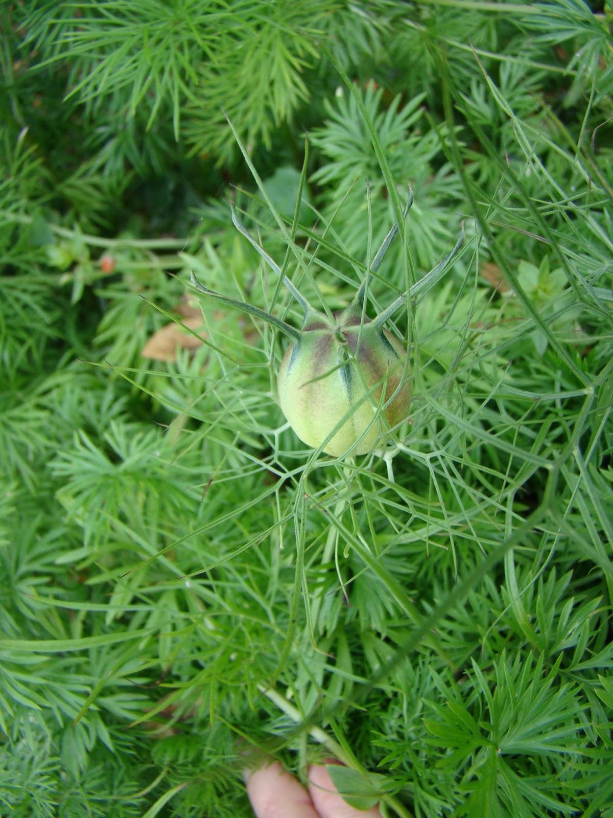 Leaves of Plants Nigella