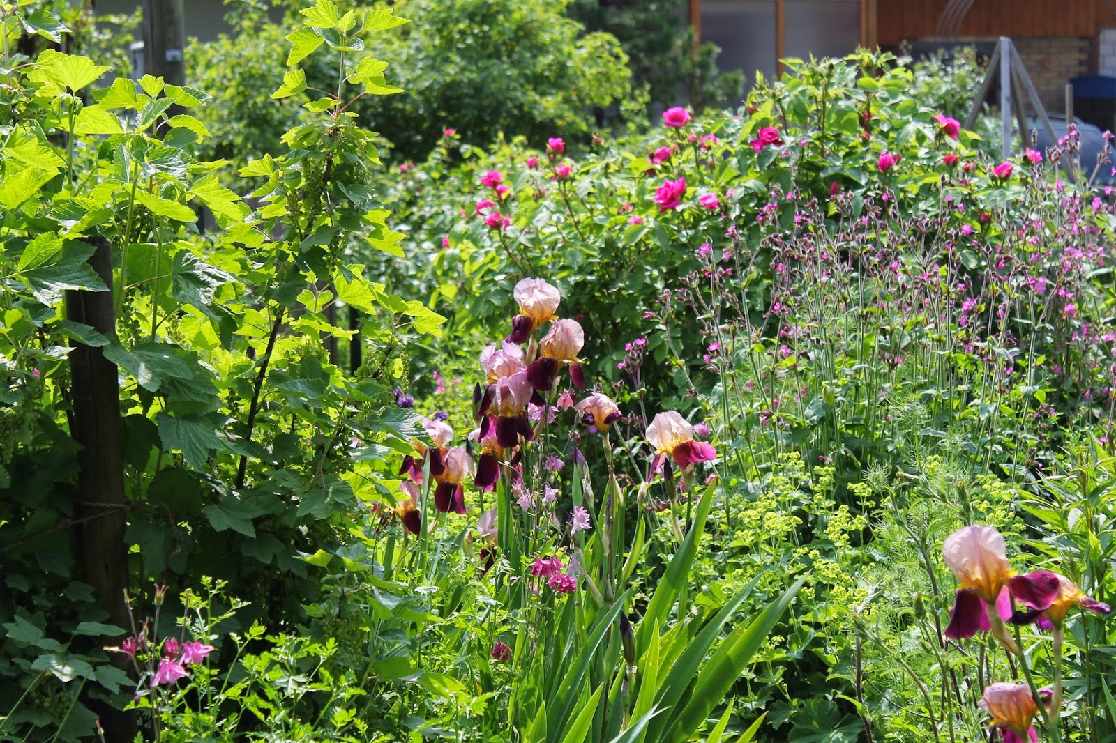 Belles Fleurs Garten, Haus, Natur Rückblick auf den