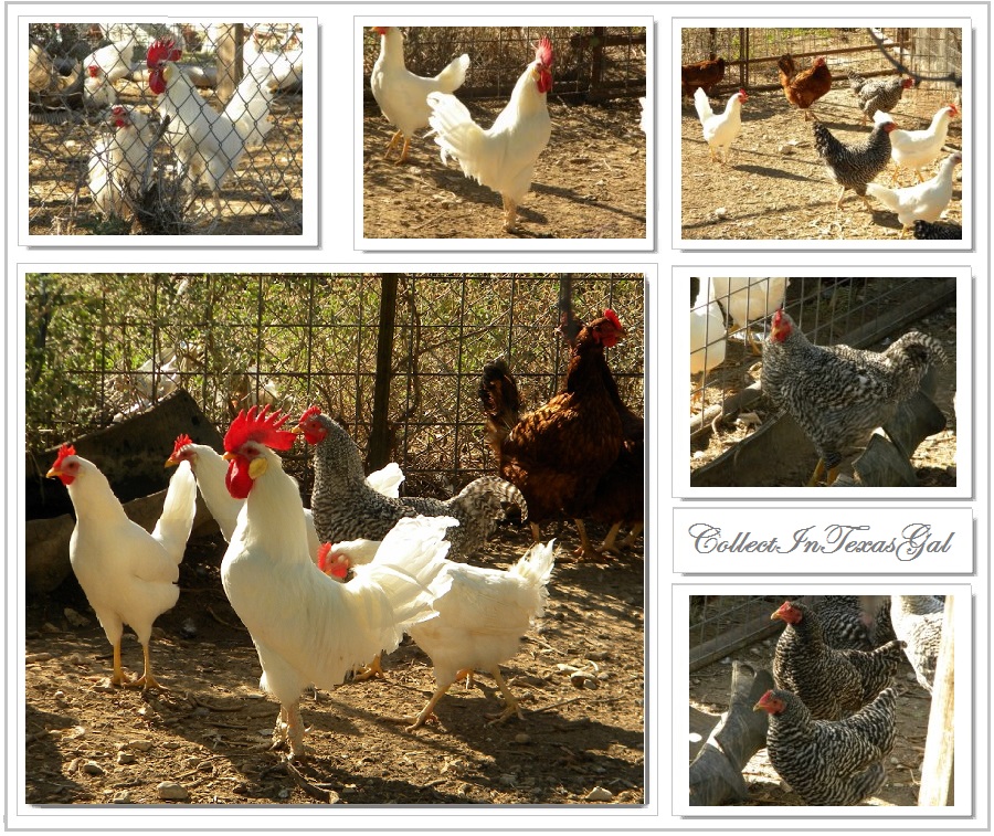 CollectIn Texas Gal Wordless Wed...Texas Chicken Farm