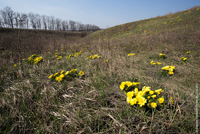 Адонис весенний (Adonis vernalis)