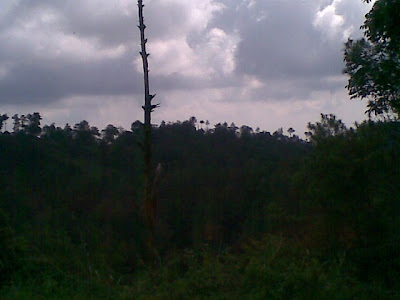 KEBUN TEH JAMUS NGAWI