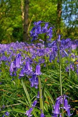 Native bluebell by Glyn Baker Hyacinthoides non-scripta