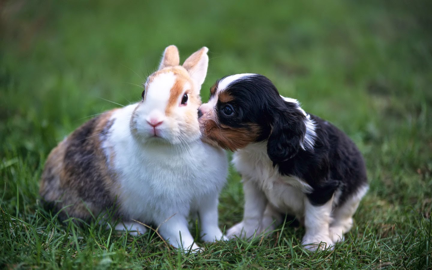 Funny Puppy And Rabbit Interesting Facts & Latest Pictures Funny