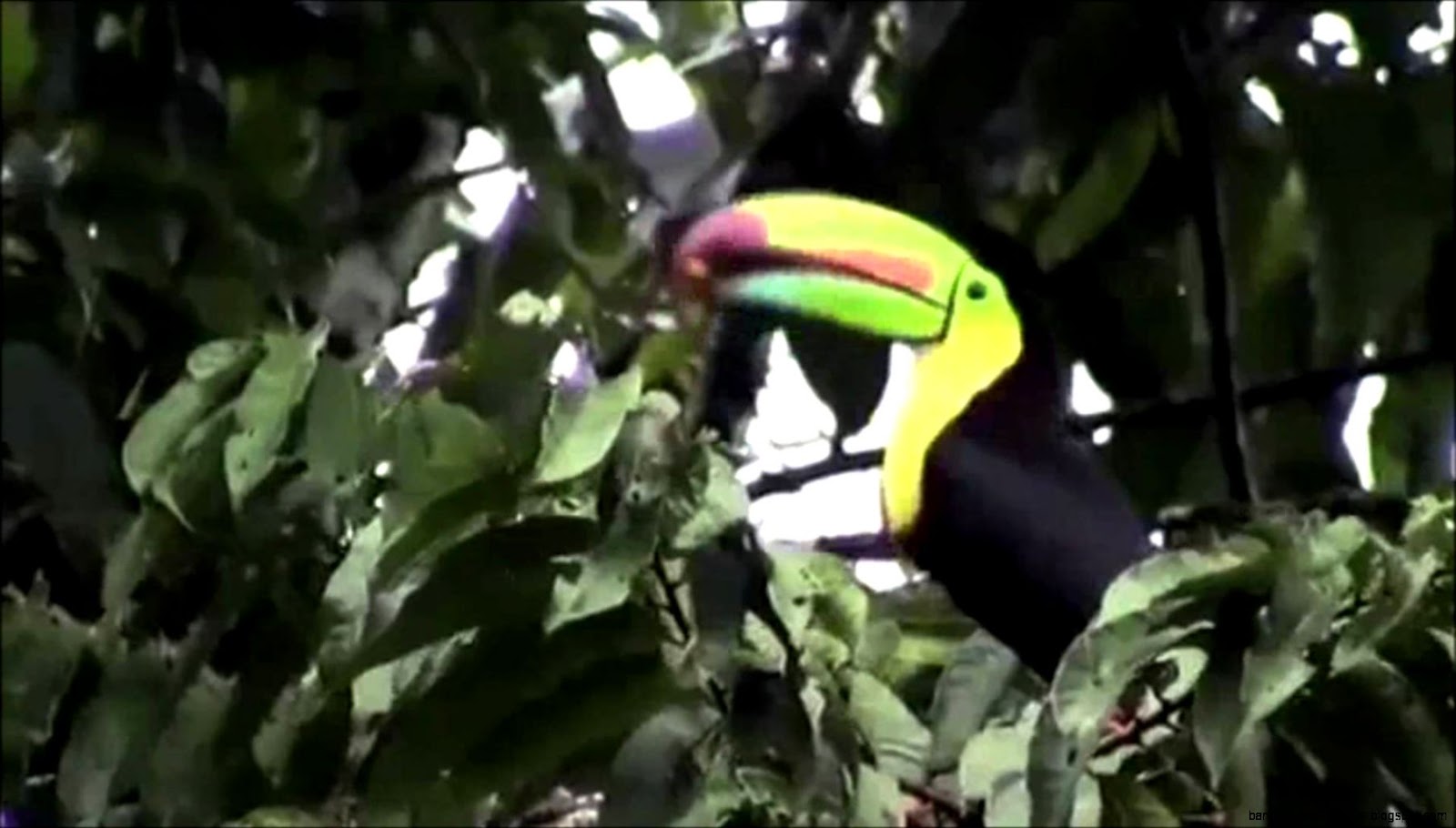 Tropical Rainforest Biome Project Tropical Rainforest Biome Project