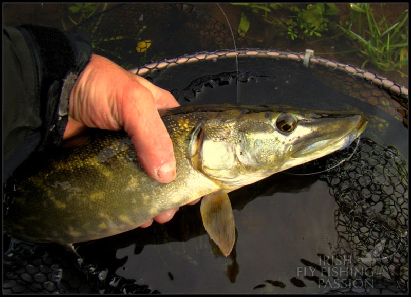 Irish fly fishing passion Fly for Pike