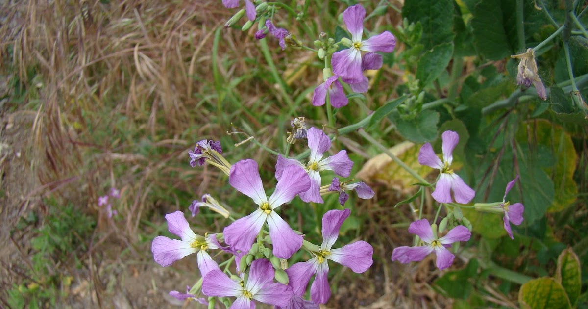 Leaves of Plants Wild radish