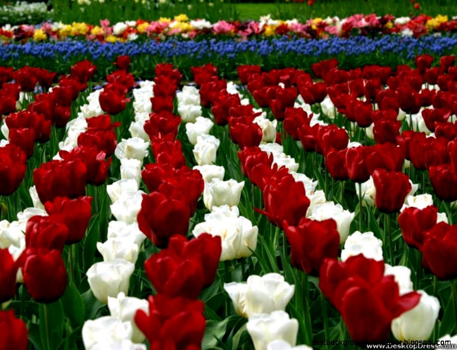 Desktop Wallpapers » Flowers Backgrounds » White Red Tulips Lines Desktop Wallpapers » Flowers Backgrounds » White Red Tulips Lines