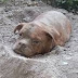 PHOTOS - Dog Buried Alive in France 