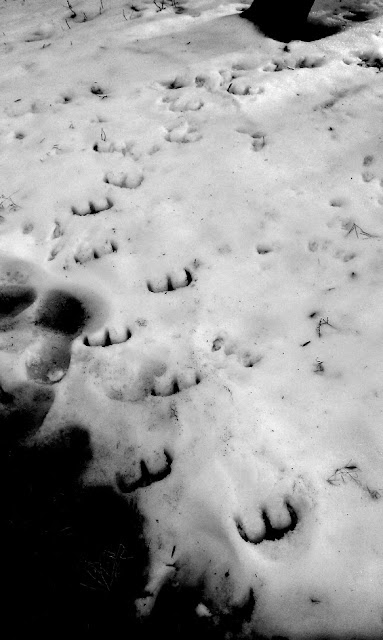 devils-footprints.jpg