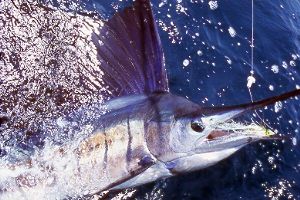 Spesis Ikan Laut