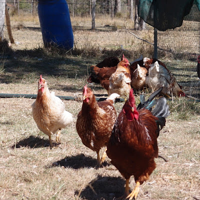 chicken tractor ebook: popular chicken posts on eight acres