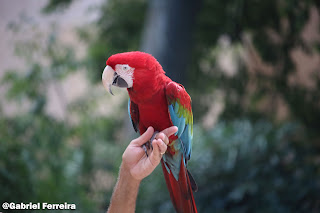 fotografia de um papagaio