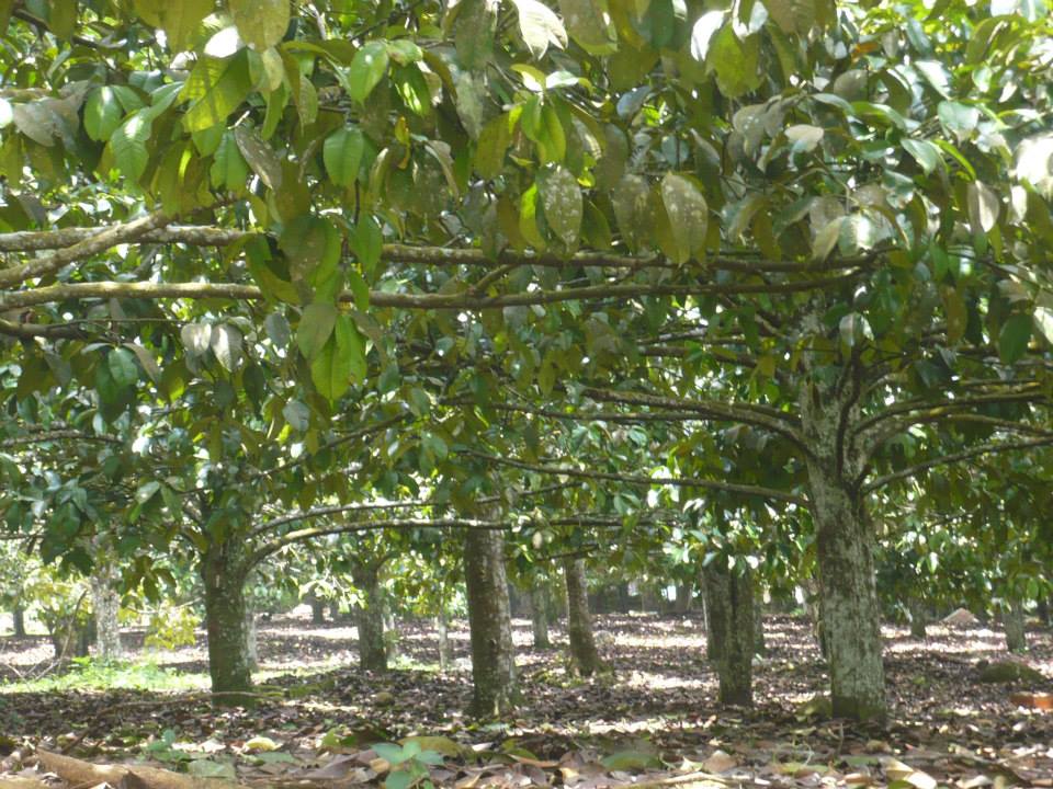 Lovin' Davao Mangosteen The Queen of Tropical Fruits
