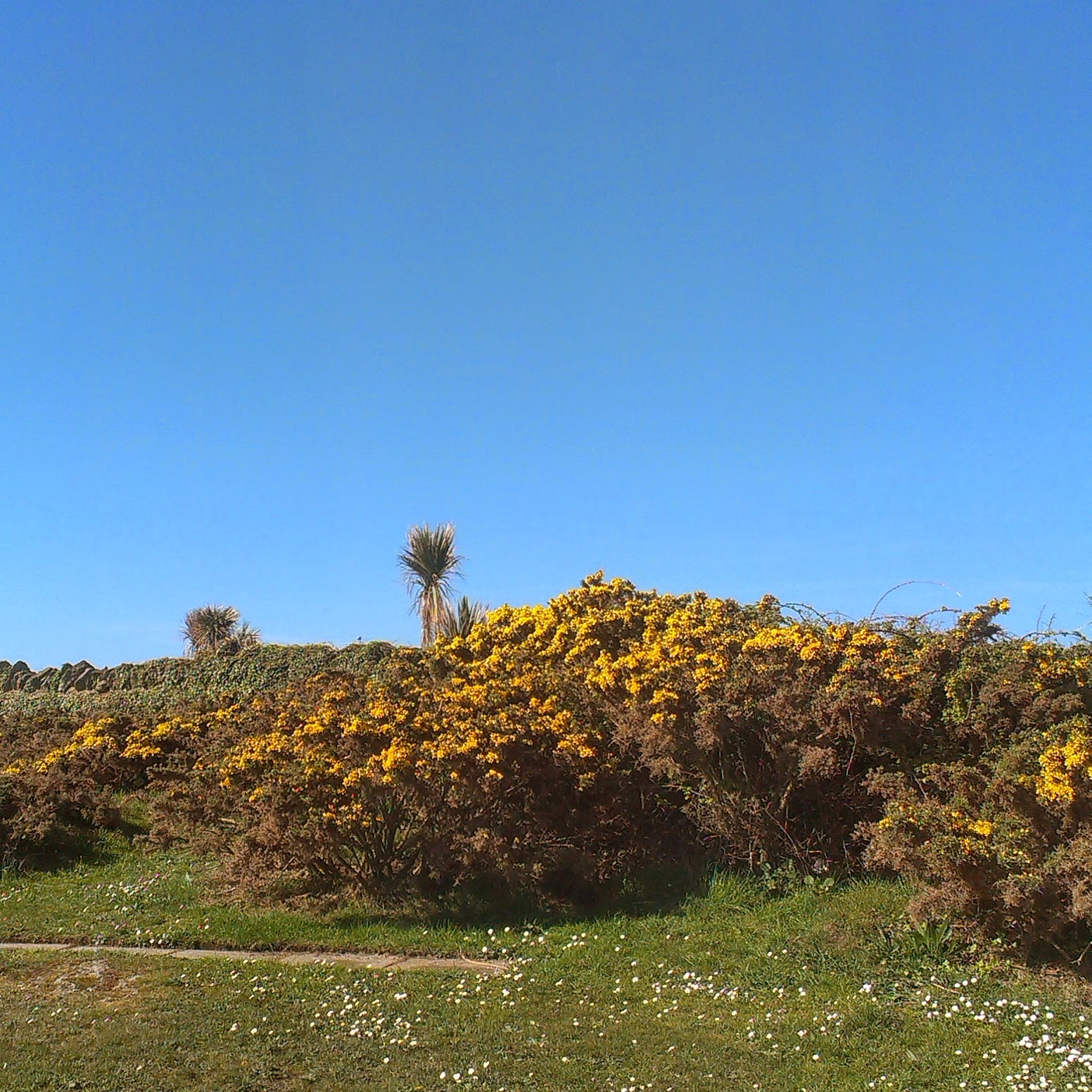 Blue skies and gorse