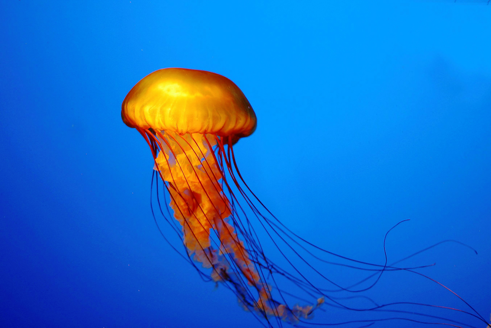 http://3.bp.blogspot.com/-desAJ4NRpyo/TorL5u5Vy4I/AAAAAAAADWA/Ae0JhEL3_oo/s1600/Huge_Jellyfish_HD_Wallpaper_Vvallpaper.Net.jpg