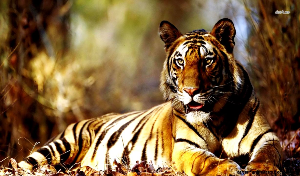 Tiger resting wallpaper   Animal wallpapers   4899 Tiger resting wallpaper   Animal wallpapers   4899