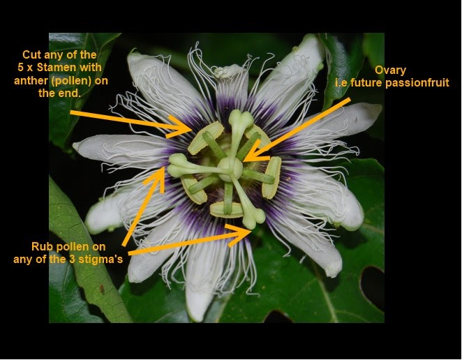 Dragon Carrots Hand pollinating passionfruit.