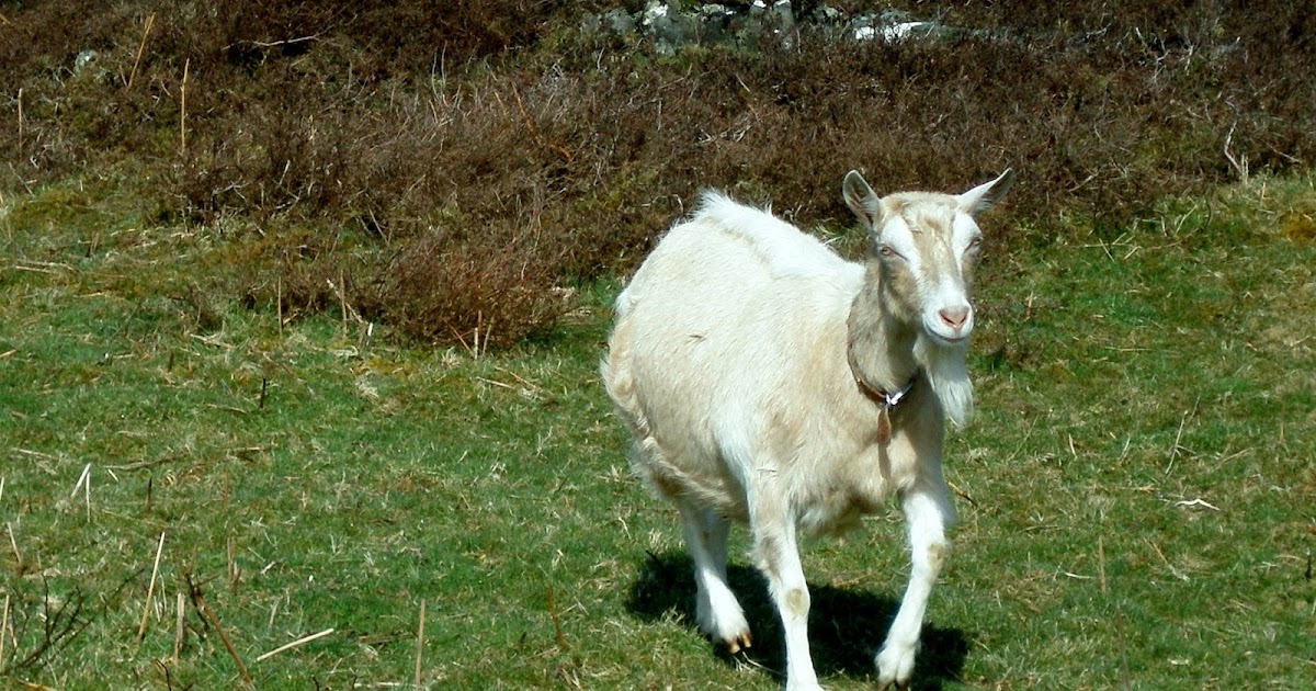 CraigardCroft Pregnant goats and pineapplesPia takes her time