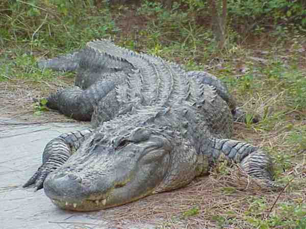Featured image of post Imagens De Jacaré E Crocodilo / Veja mais ideias sobre crocodilos, jacaré, crocodilo.