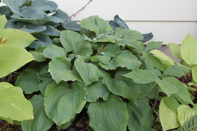 Proven Winners Colorchoice Plant Of The Week California Spring