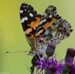 Photographs of Flower Hill Farm Fauna