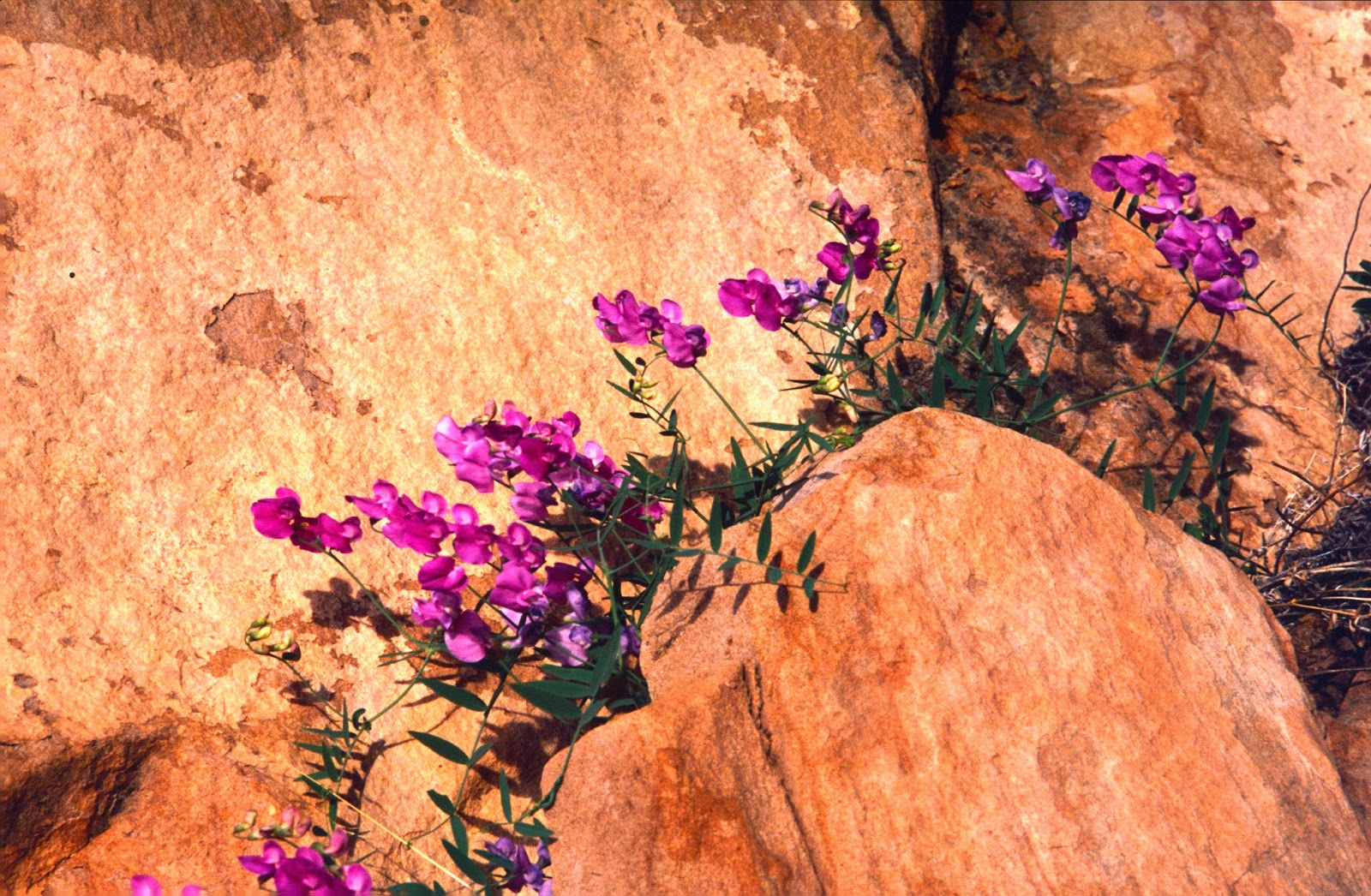 The Old Cowboy and Photography Wildflowers of Zion National Park