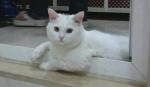 Κουνκούς ή Δίας, ένας λευκός γάτος απο τη Μοσούλη