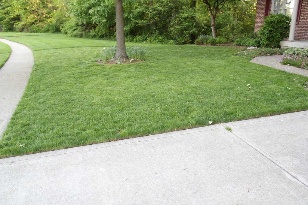 Adventures In Gardening: Front Lawn Update