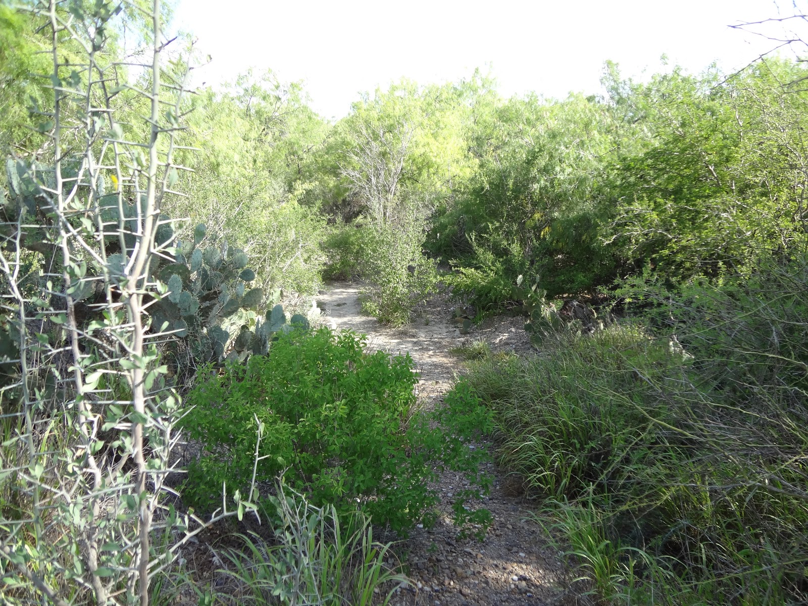 Woods Roamer More Than A Thorn Forest