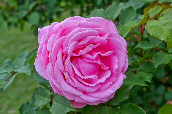 Beautiful pink roses texas