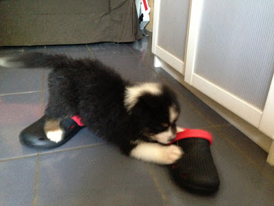 Australian Shepherd - puppy male Tri Black