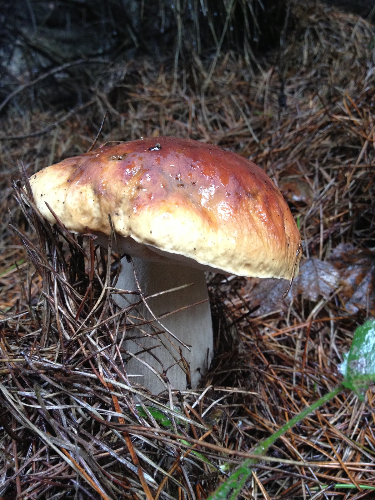 Found Fruit King Boletes
